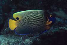 F-90X 60mm RVP �V�p�_��