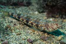 F-90X 60mm RVP �x��