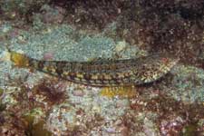 F-90X 60mm RVP �x��