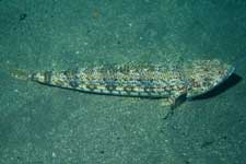 F-90X 60mm RVP �吣��