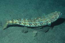 F-90X 60mm RVP �吣��