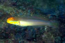 F-90X 60mm RVP �吣��