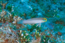 F-90X 60mm RVP �T�C�p��