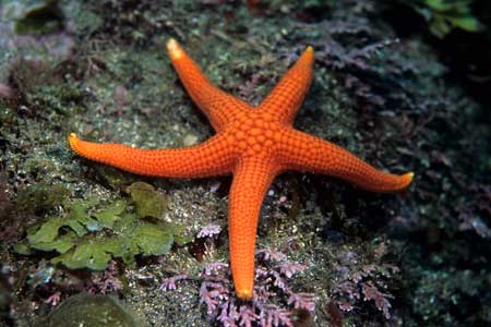 F-90X 60mm RVP �吣��