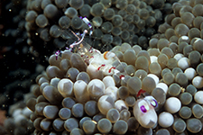 F-90X 60mm RVP F �ɓ��哇