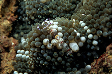 F-90X 60mm RVP F �ɓ��哇