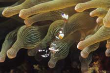 F-90X 60mm RVP F �ɓ��哇