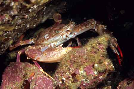 F-90X 60mm RVP �ɓ��C�m����