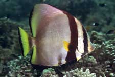 F801 28-70mm REALA �V�p�_��