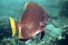 F801 28-70mm REALA �V�p�_��