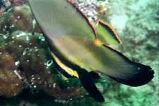 F801 28-70mm REALA �V�p�_��