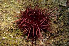 F-90X 60mm RVP �z�O