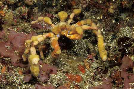 F-90X 60mm RVP �ɓ��C�m����