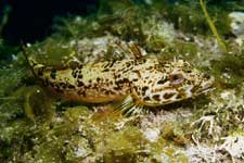 F-90X 60mm RVP �z�O