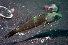 F-90X 60mm REALA �吣��