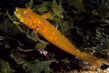 F-90X 60mm RVP �z�O