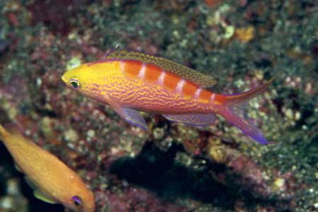 F-90X 60mm RVP F �ɓ��哇