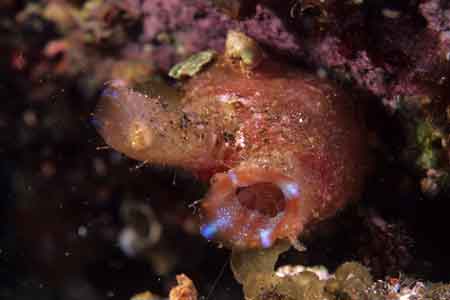 F-90X 60mm RVP �吣��