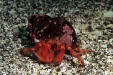 F-90X 60mm RVP �ɓ��C�m����