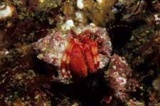 F-90X 60mm RVP �x��