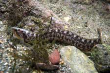 F-90X 60mm RVP �z�O