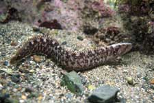 F-90X 60mm RVP �z�O