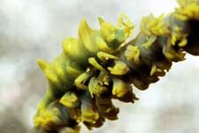 F-90X 60mm RVP �吣��