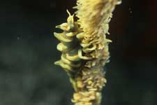 F-90X 60mm RVP �吣��