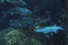 F-90X 60mm RVP �x��