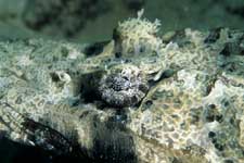 F-90X 60mm RVP �}�u�[��