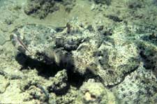 F-90X 60mm RVP �}�u�[��