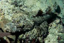 F-90X 60mm RVP �V�p�_��