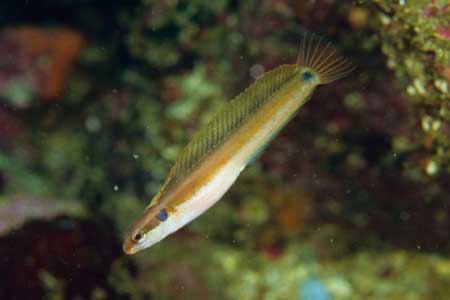 F-90X 60mm RVP �ɓ��C�m����