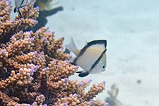 F-90X 60mm RVP �T�C�p��