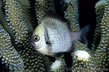 F-90X 60mm RVP �T�C�p��