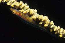 F-90X 60mm RDP�U �吣��