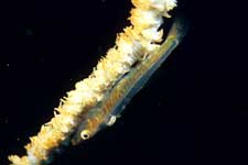 F-90X 60mm RVP �ɓ��哇