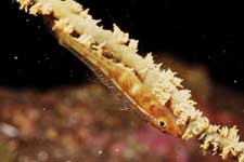 F-90X 60mm RDP�U �吣��