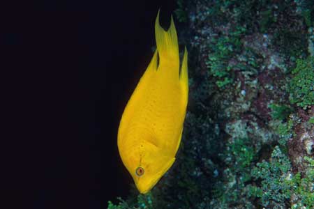 F-90X 60mm RVP �T�C�p��