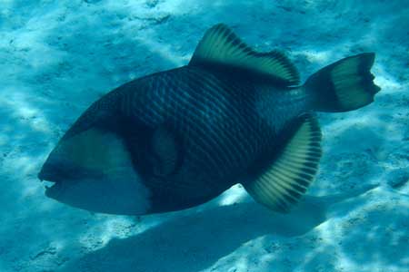 F-90X 60mm ���R�� �^�q�`