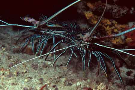 F-90X 60mm RVP �V�p�_��