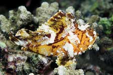 F-90X 60mm RVP �V�p�_��