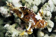 F-90X 60mm RVP �V�p�_��