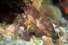 F-801 28-70mm REALA �V�p�_��