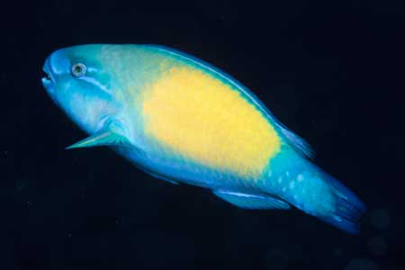 F-90X 60mm RVP �T�C�p��