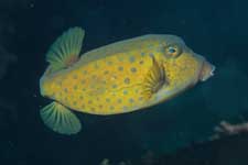 F-90X 60mm RVP �ɓ��C�m����