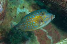 F-90X 60mm RVP �吣��