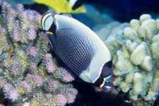 F-90X 60mm RDP�U �^�q�`