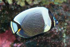 F-90X 60mm RDP�U �^�q�`