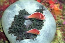 F-801 28-70mm REALA �V�p�_��